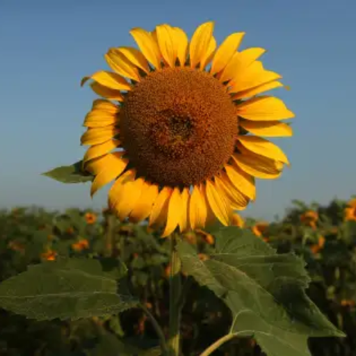 Howard and Susan sunflower seeds